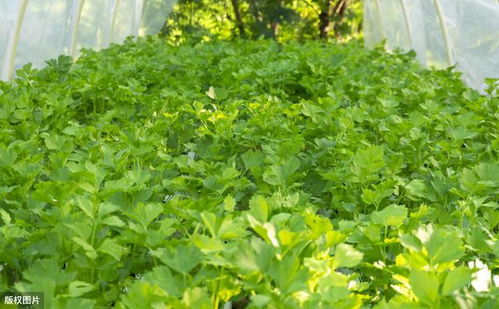 温室大棚芹菜栽培技术研究及苗间管理关键点解析